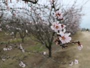 Zahlađenje nije oštetilo voće u Vojvodini