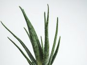 Aoja vera upijač zračenja i emiter kiseonika