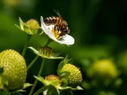 Pčele najbolji oprašivači za jagodasto voće