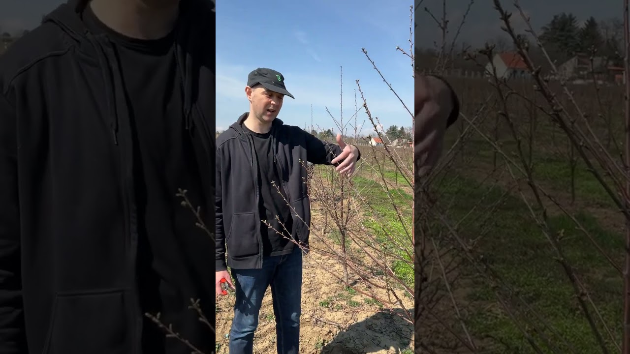 Облачинска вишња на Гладношу - Добро Јутро