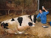 Mlečna groznica krava