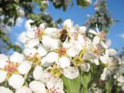 Najaktivniji prenosnik polena – pčela