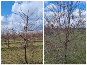 Kako se u Gladnošu orezuje višnja