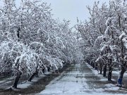 U Zaječaru i okolini nema štete od mraza na voću
