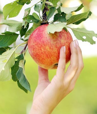 SAVREMENA PROIZVODNJA VOĆA U SRBIJI: Nove sorte za svetsku pijacu