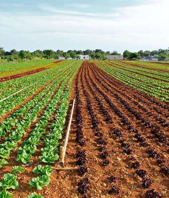PROIZVODNJA POVRĆA U SRBIJI: Prerada naša neiskorišćena šansa