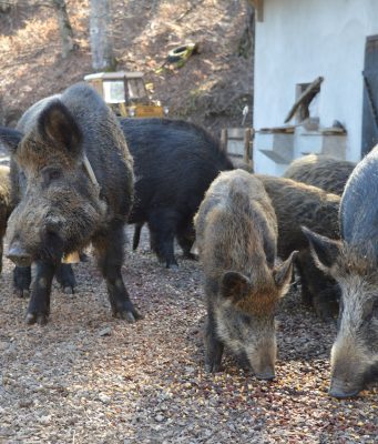 Vlada Srbije formirala štab za suzbijanje afričke kuge svinja