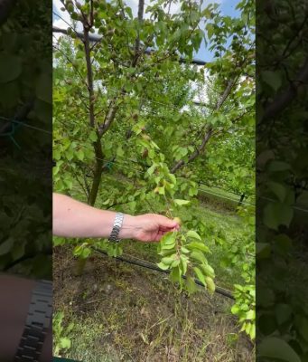 Kako se proređuju plodovi kajsije