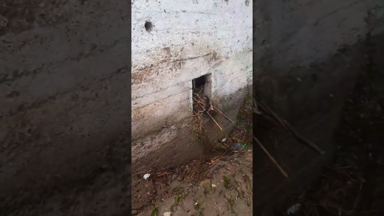 Bujica odnela svinje u selu Pekčanica - Dobro Jutro