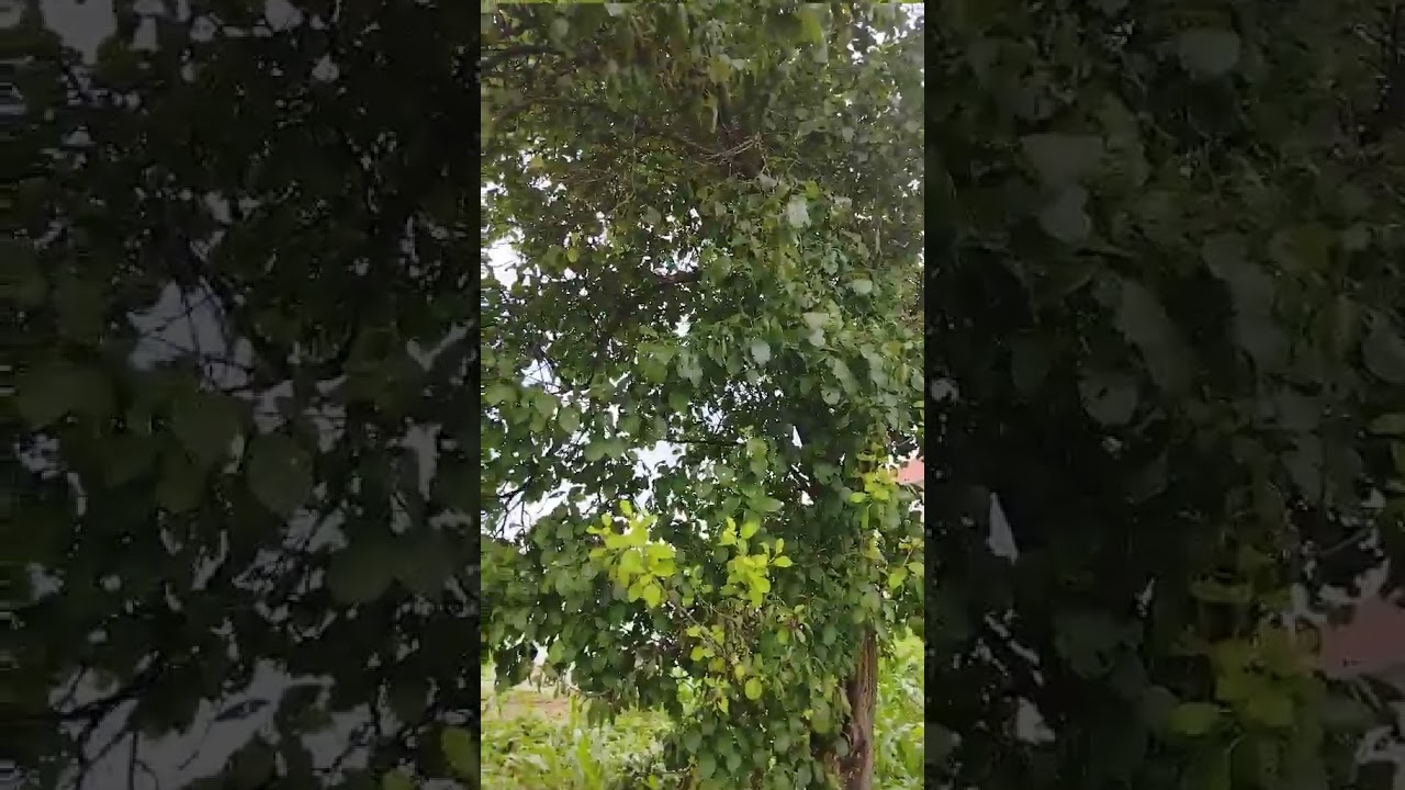Šljiva ni za lek - Dobro Jutro