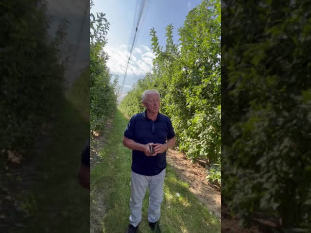 Kako postaviti zasad jabuke - osnovna sorta i oprašivač? - Dobro Jutro