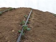 Zaštita agrilom krompira posejanog krajem januara