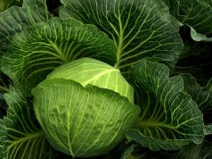 Kupus je uvek žedan i gladan