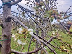 Rizik za trešnju i višnju od infekcije cveta