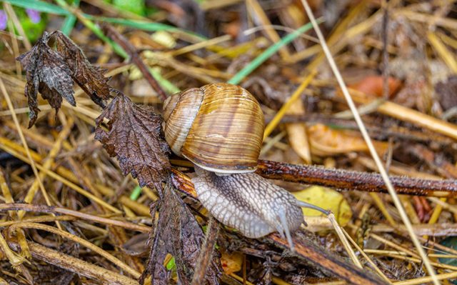 Big garden snail in shell crawling on wet road