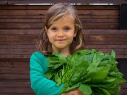 Uzgoj spanaća – mala ulaganja, značajan profit