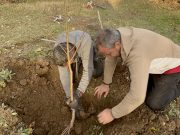 Uvek je bolja jesenja sadnja voća