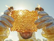 Kad priroda miruje, mora i pčela mirovati