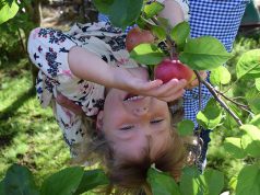 Redovni pregled voćnjaka u jesen – manje problema u proleće