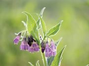 Nežno ašovče za ljutu travku