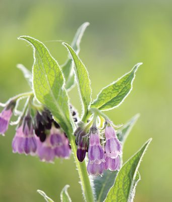 Nežno ašovče za ljutu travku