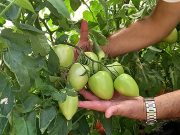 Pink, žbunasti, Rio Fuego – koji šljivar izabrati za uzgoj?