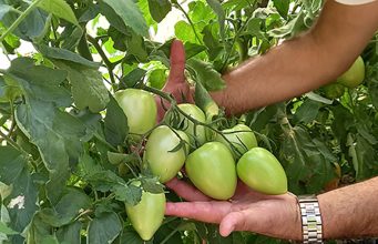 Pink, žbunasti, Rio Fuego – koji šljivar izabrati za uzgoj?