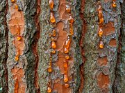 Kad smola leči bor, zašto ne bi i čoveka – melem za rane i disajne puteve