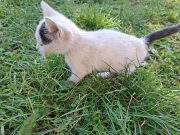 Dnevnik Beograđanke na selu – Mače