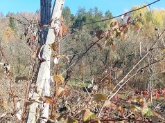 Malinari, zaštitite zasade, ne čekajte da lišće opadne