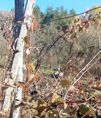 Malinari, zaštitite zasade, ne čekajte da lišće opadne