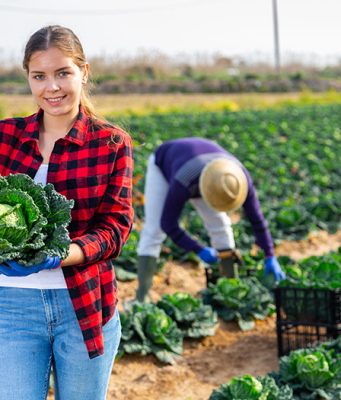 Kupusu više odgovara hladno, nego vrućine