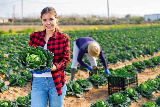 Smiling professional female farmer holding cabbage on plantation