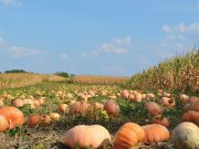 Kad jesen zamiriši na bundevu