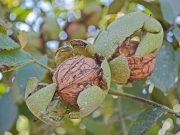 Novi pristup formiranju krune kod oraha