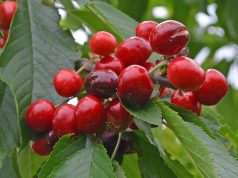 Rane na plodovima voća otvaraju ulaz za parazite