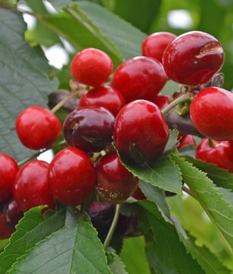 Rane na plodovima voća otvaraju ulaz za parazite