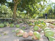 Orah veliki izazov za naše voćare