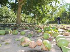 Orah veliki izazov za naše voćare