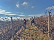 Čokoti se moraju zaštititi od mraza