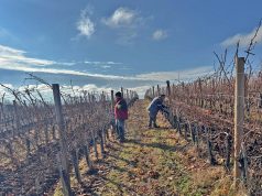 Čokoti se moraju zaštititi od mraza