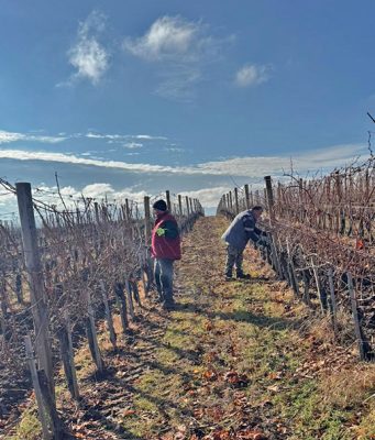 Čokoti se moraju zaštititi od mraza