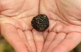 Da li znate da je Srbija jedno od najvećih nalazišta tartufa u svetu?