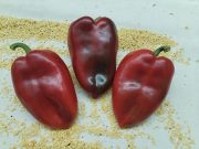 Nova paprika vraća stare arome