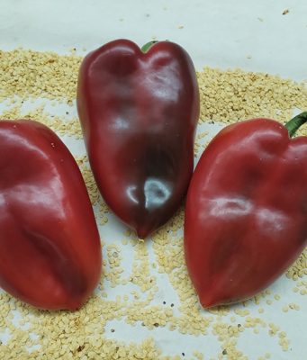 Nova paprika vraća stare arome