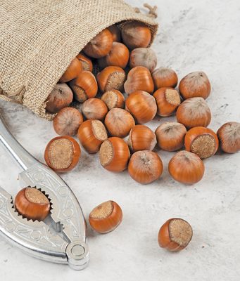 Lešnik najpre mora biti zreo