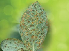 Od rđe nisu pošteđeni ni mladi zasadi borovnice