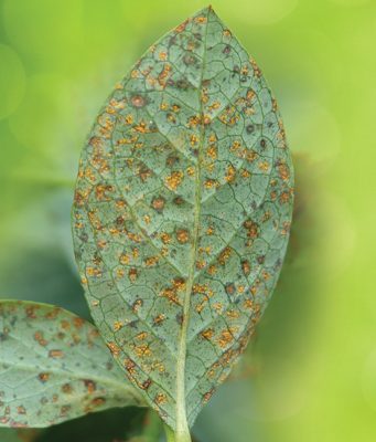Od rđe nisu pošteđeni ni mladi zasadi borovnice