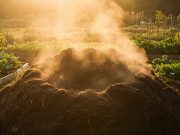Prirodno, najekonomičnije, za okolinu najprihvatljivije đubrivo
