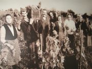 Kako su naši preci brali vinograde?